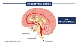 vías serotoninérgicas