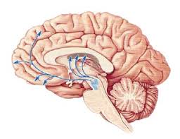 sistema dopaminergico